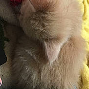 Scooter joined the competition — help win amazing prizes! animal, beige, blanket, cat, comfort, cozy, cute, domestic, fabric, fluffy, fur, indoor, kitten, nap, pet, resting, sleeping, small, soft, warm