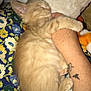 Scooter is registered to the contest to win money with this photo: animal, arm, blanket, cat, closeup, comfort, cozy, cute, floral_pattern, fluffy, fur, indoor, kitten, paw, pet, relaxation, resting, sleeping, snuggling, tattoo