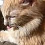 Scooter joined the competition — help win amazing prizes! animal, brown, cat, close_up, cozy, cute, feline, fluffy, fur, indoor, orange_cat, paw, pet, relaxed, resting, sleepy, soft_texture, tongue_out, whiskers
