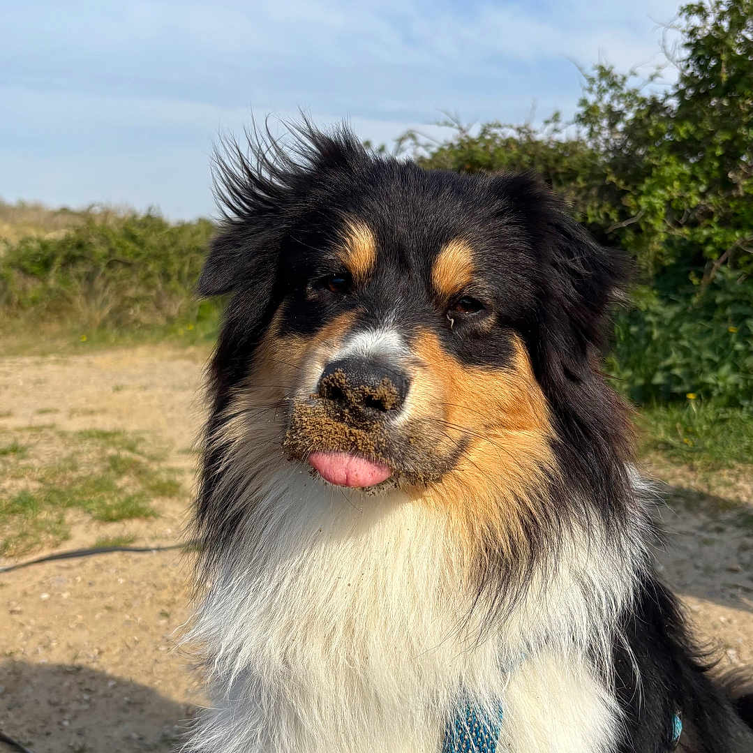 Volt a rejoint le concours — aidez-le/la à gagner de superbes lots ! dog, outdoor, sunny, sky, grass, dirt, fur, pet, animal, canine, tongue, nose, harness, black_fur, white_fur, brown_fur, nature, happy, portrait, cute