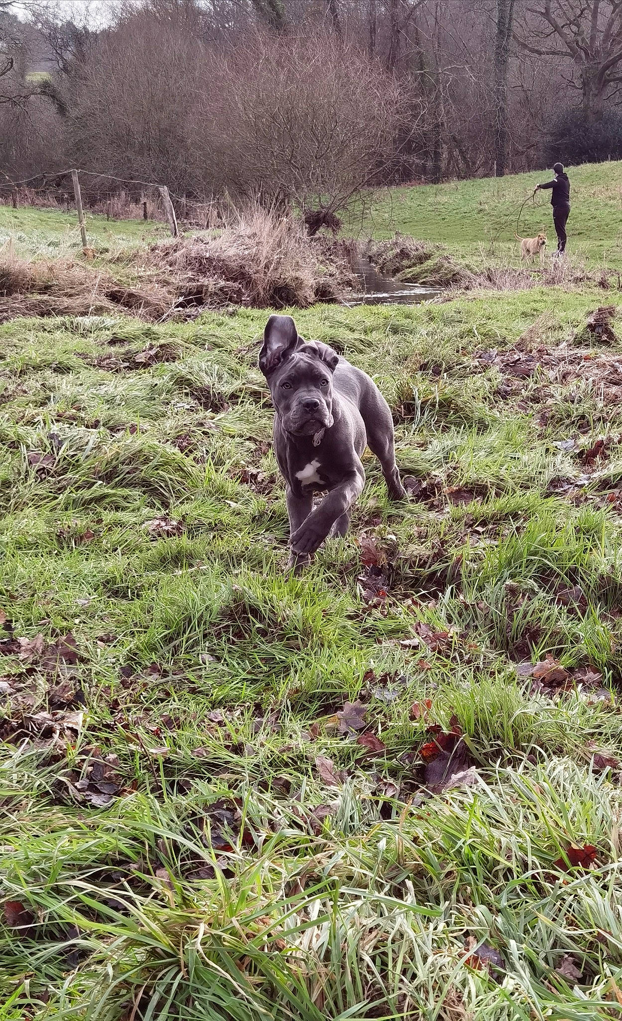 Maya