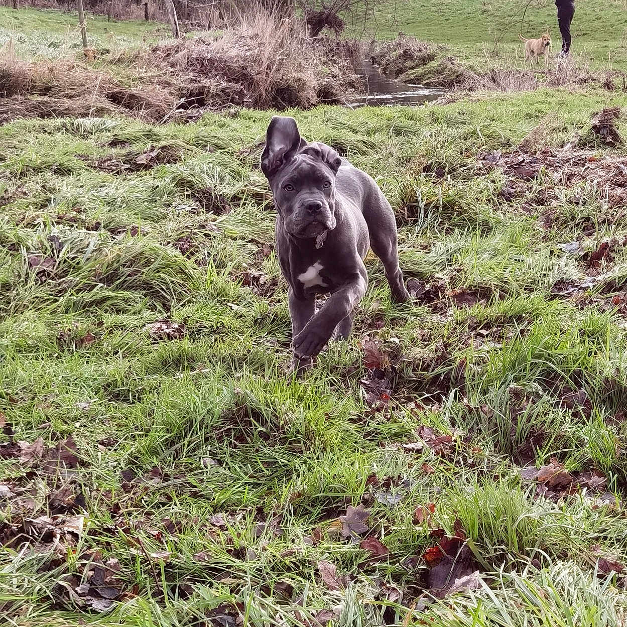 Maya