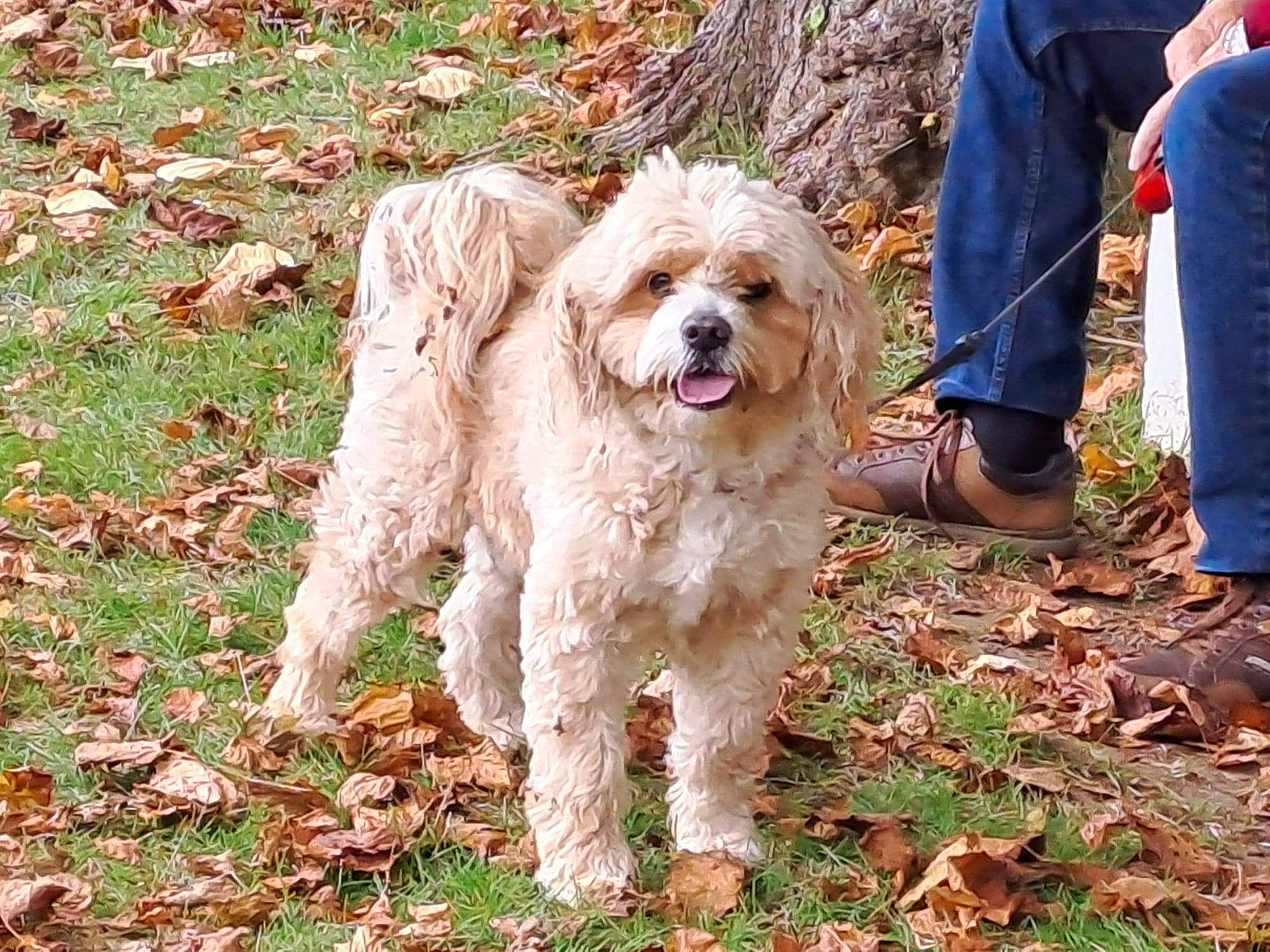 Alf participe au concours pour gagner de l'argent avec cette photo : canidae, carnivore, companion_dog, denim, dog, dog_breed, dog_collar, fur, grass, labradoodle, non_sporting_group, plant, poodle_crossbreed, small_terrier, soil, sporting_group, sunglasses, terrier, toy_dog, walking