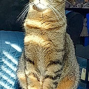 Bumkin joined the competition — help win amazing prizes! cat, tabby, pet, animal, indoor, sunlight, feline, fur, whiskers, ears, eyes, paws, wooden_surface, couch, quilted, decor, figurines, sitting, closeup, domestic