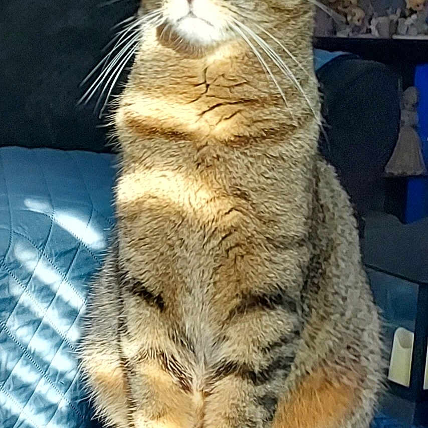 Bumkin joined the competition — help win amazing prizes! animal, cat, closeup, couch, decor, domestic, ears, eyes, feline, figurines, fur, indoor, paws, pet, quilted, sitting, sunlight, tabby, whiskers, wooden_surface