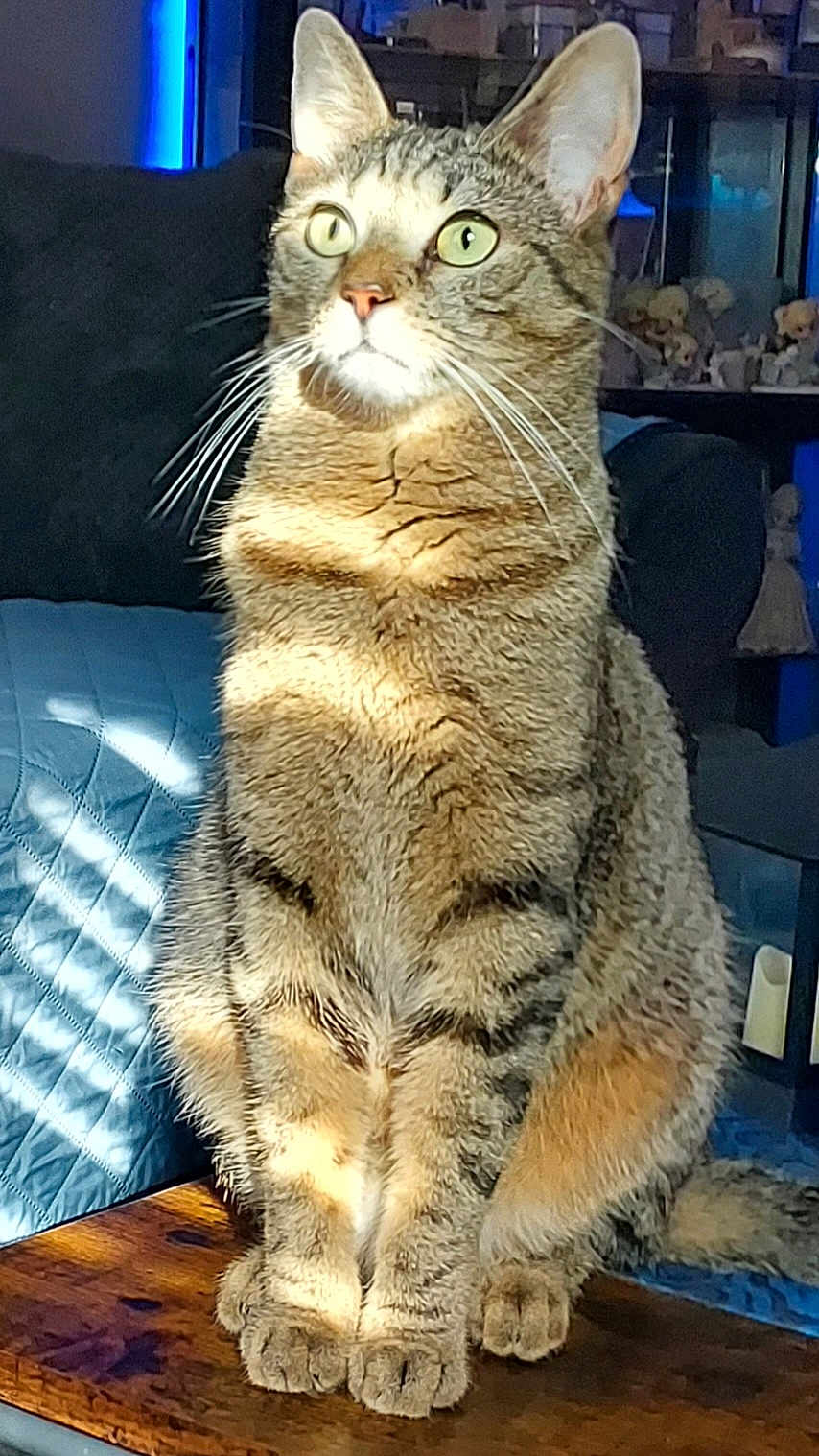 Bumkin joined the competition — help win amazing prizes! cat, tabby, pet, animal, indoor, sunlight, feline, fur, whiskers, ears, eyes, paws, wooden_surface, couch, quilted, decor, figurines, sitting, closeup, domestic