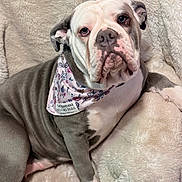 Kiki joined the competition — help win amazing prizes! dog, bulldog, bandana, floral, pet, animal, indoor, blanket, beige, fur, cute, resting, expression, portrait, face, ears, paw, snout, wrinkles, cozy
