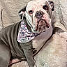 dog, bulldog, bandana, floral, pet, animal, indoor, blanket, beige, fur, cute, resting, expression, portrait, face, ears, paw, snout, wrinkles, cozy