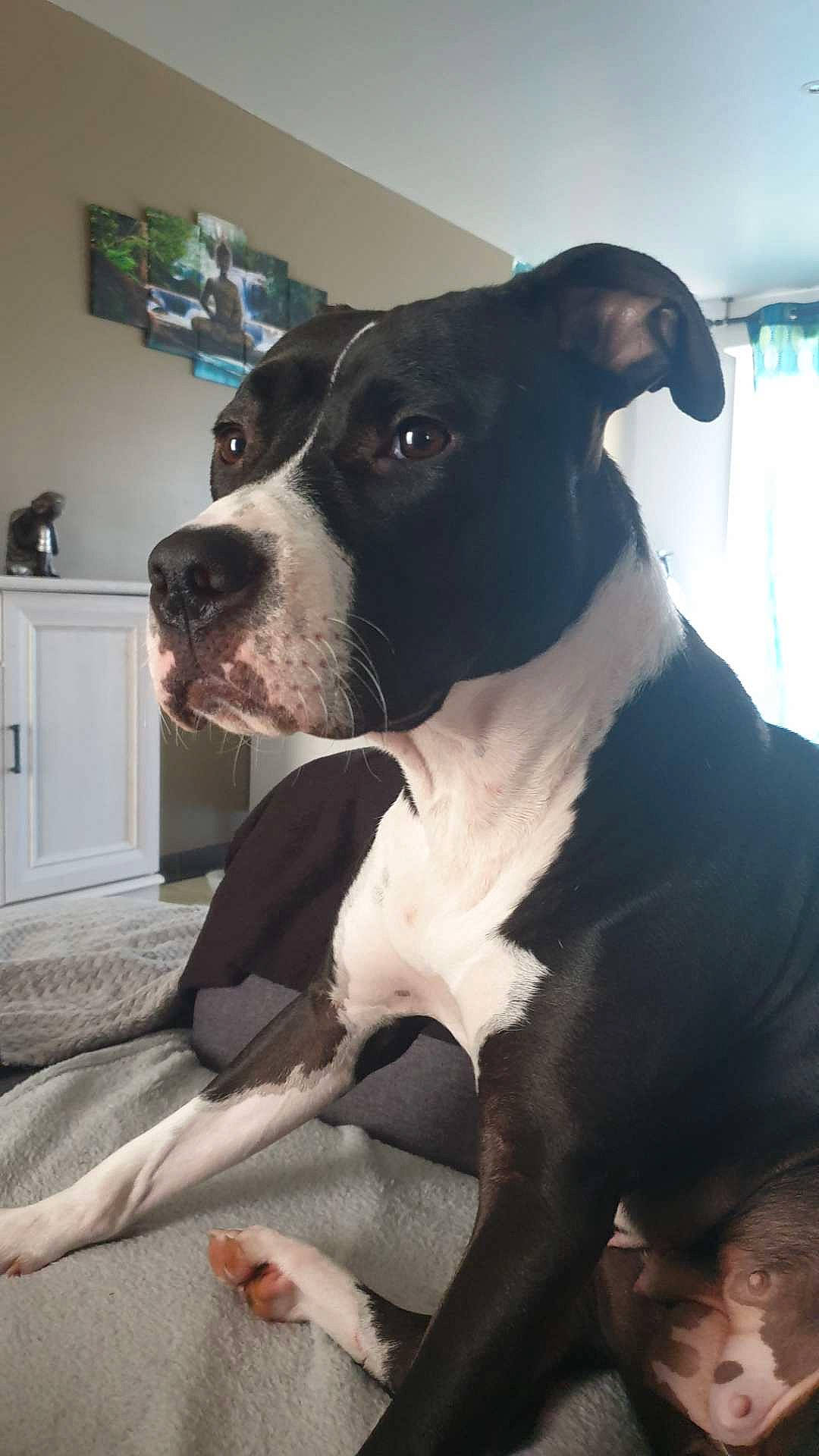 Pitchoune participe au concours pour gagner de l'argent avec cette photo : american_pit_bull_terrier, american_staffordshire_terrier, bully_kutta, canidae, carnivore, dog, dog_breed, fawn, great_dane, mammal, non_sporting_group, nose, pit_bull, rare_breed_dog, snout, sporting_group, staffordshire_bull_terrier, tail, vertebrate, whiskers