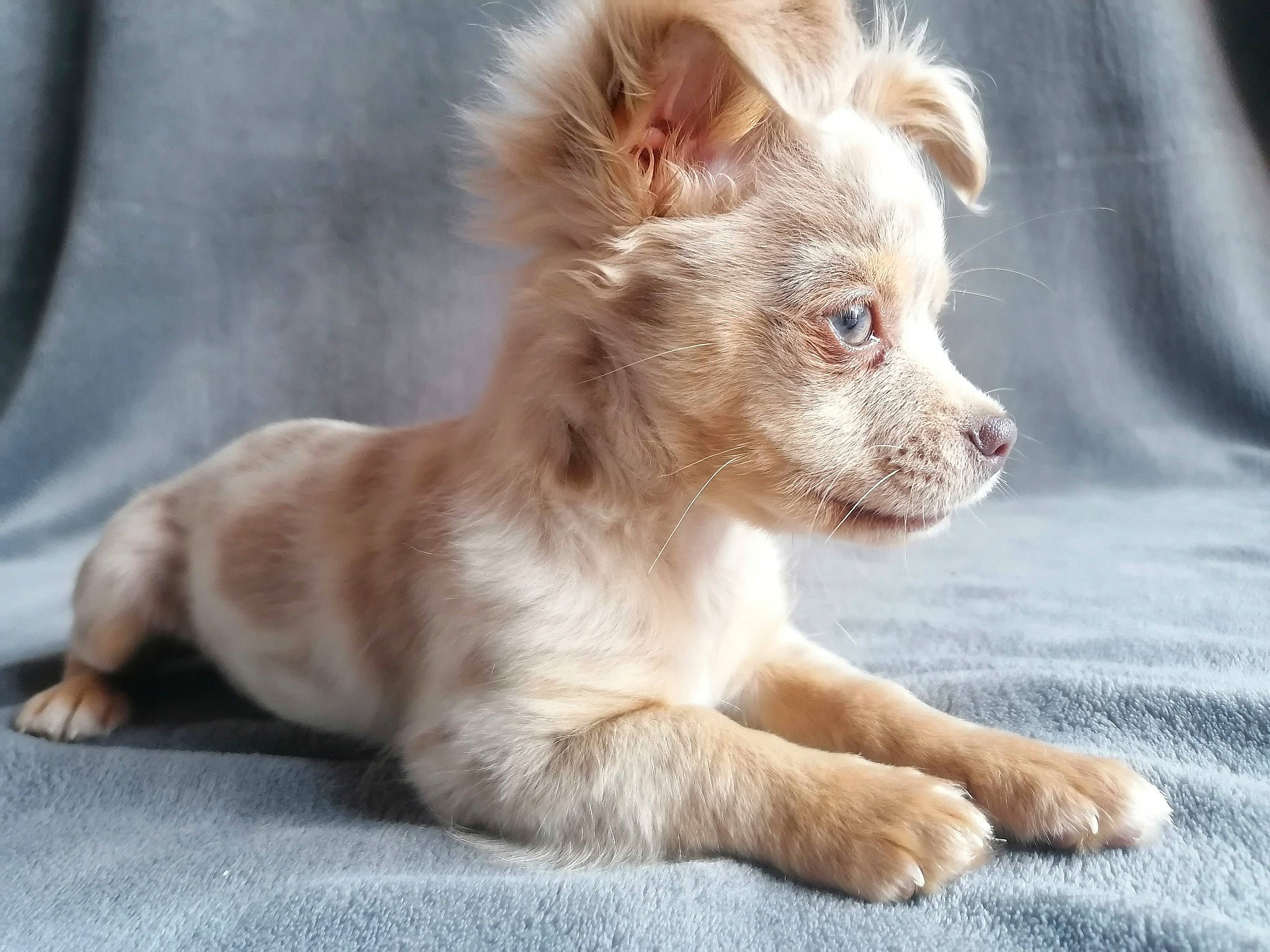 Rubis a rejoint le concours — aidez-le/la à gagner de superbes lots ! australian_shepherd, canidae, carnivore, chinese_crested_dog, companion_dog, dog, dog_breed, ear, fawn, liver, mammal, portuguese_podengo, puppy, rare_breed_dog, sporting_group, street_dog, vertebrate, whiskers