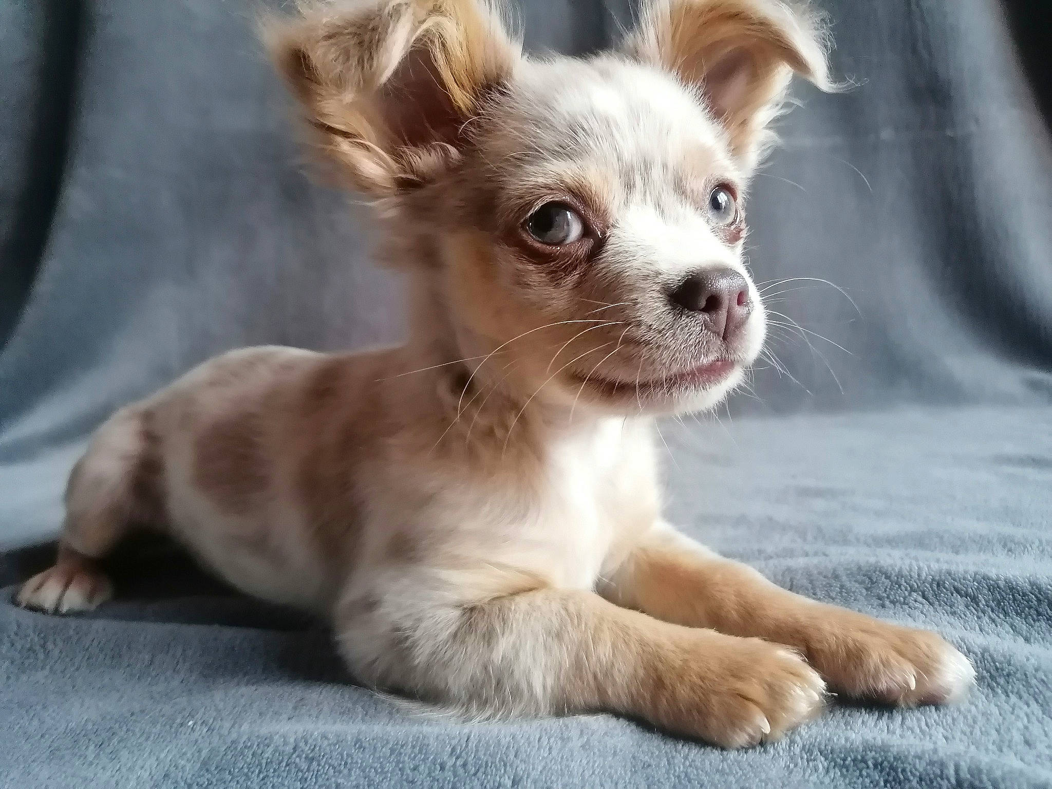 Rubis participe au concours pour gagner de l'argent avec cette photo : canidae, carnivore, chihuahua, chinese_crested_dog, companion_dog, dog, dog_breed, ear, fawn, mammal, puppy, rare_breed_dog, snout, sporting_group, toy_dog, vertebrate, whiskers