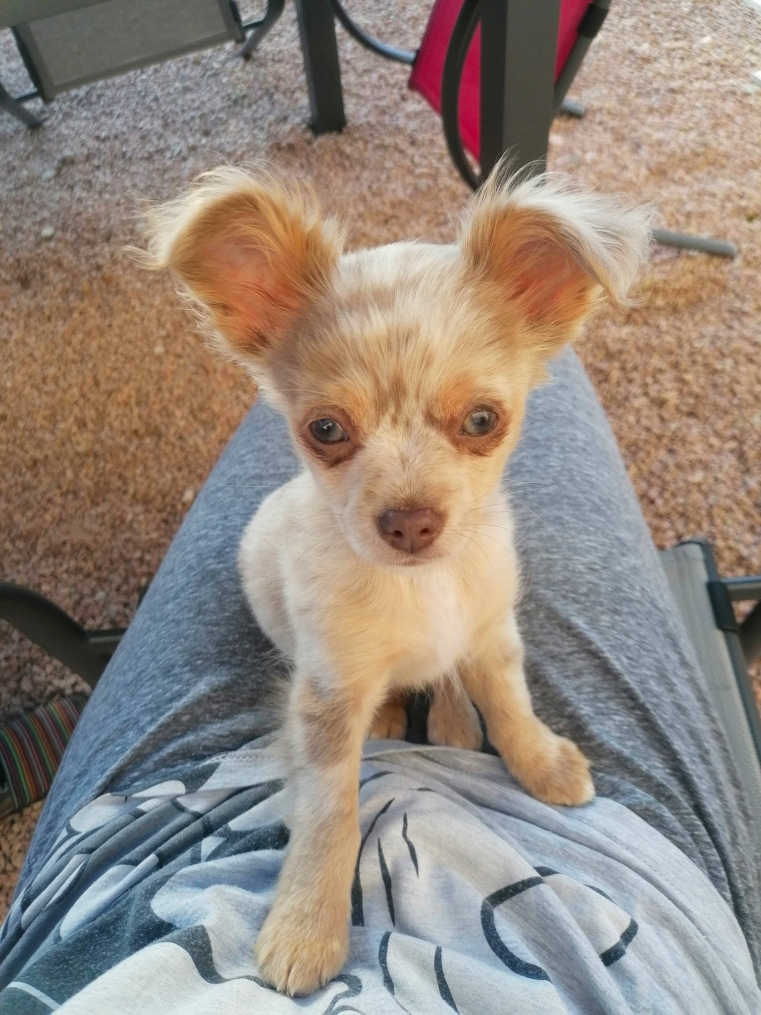 Rubis a rejoint le concours — aidez-le/la à gagner de superbes lots ! canidae, carnivore, chihuahua, companion_dog, dog, dog_breed, ear, fawn, mammal, puppy, rare_breed_dog, sporting_group, toy_dog, vertebrate, yorkshire_terrier