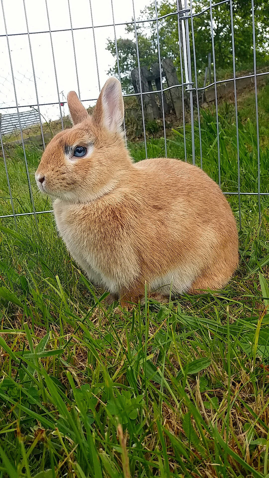 Praline participe au concours pour gagner de l'argent avec cette photo : adaptation, audubons_cottontail, domestic_rabbit, eastern_cottontail, fawn, grass, grass_family, hare, lower_keys_marsh_rabbit, mammal, mountain_cottontail, organism, plant, rabbit, rabbits_and_hares, terrestrial_animal, vertebrate, whiskers, wildlife, wood_rabbit