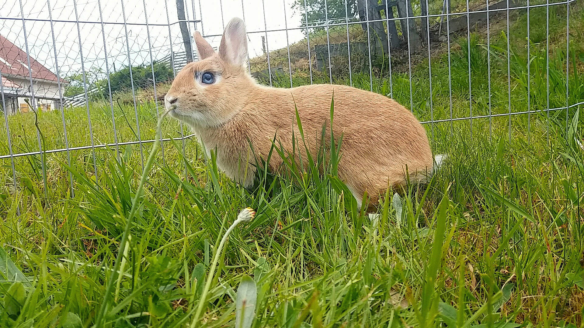Praline participe au concours pour gagner de l'argent avec cette photo : adaptation, domestic_rabbit, fawn, fodder, grass, grass_family, grassland, hare, lower_keys_marsh_rabbit, mammal, mountain_cottontail, organism, pasture, plant, rabbit, rabbits_and_hares, terrestrial_animal, vertebrate, whiskers, wildlife