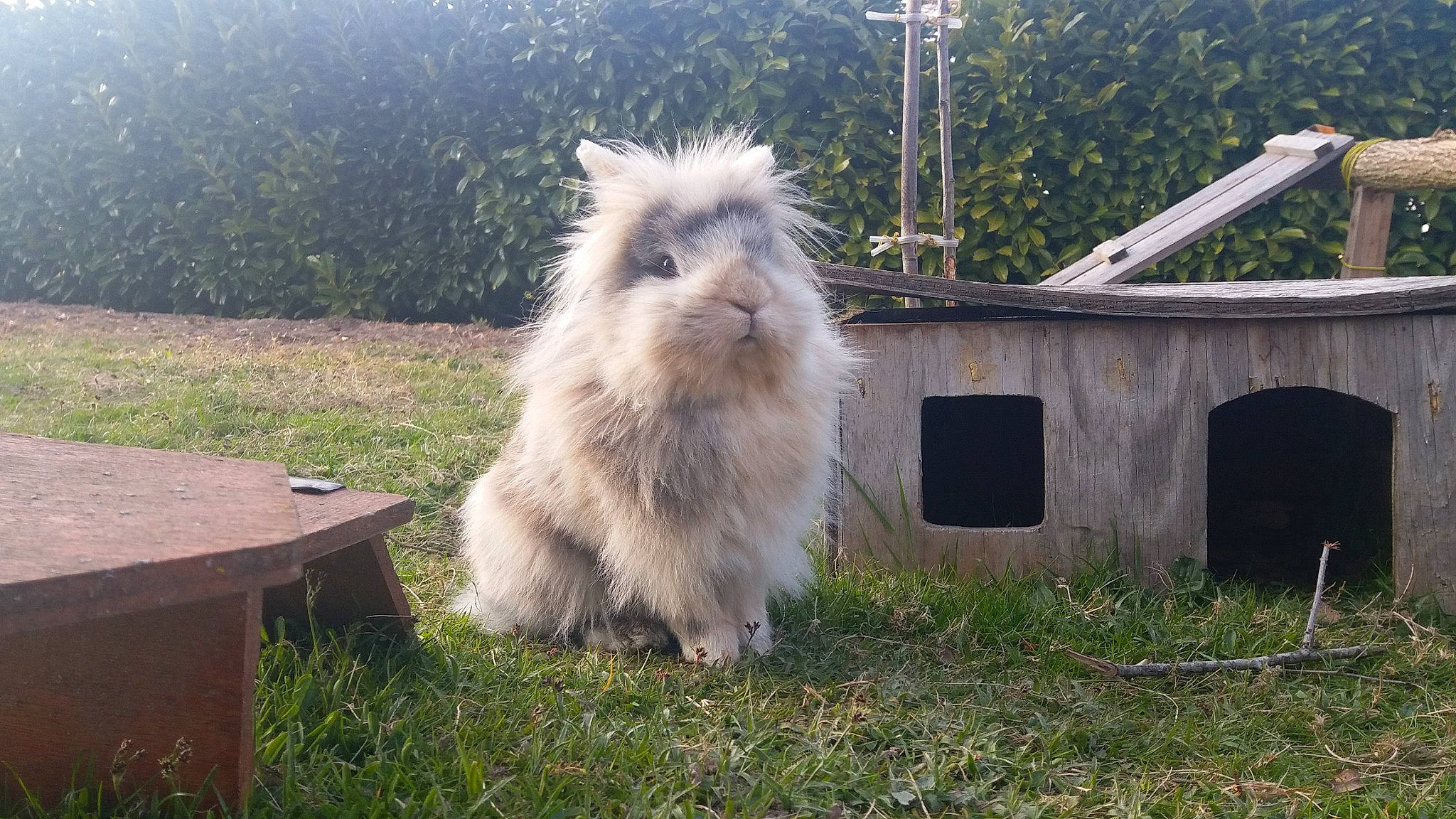 Pompom a rejoint le concours — aidez-le/la à gagner de superbes lots ! angora_rabbit, domestic_rabbit, fawn, grass, mammal, rabbit, rabbits_and_hares, vertebrate