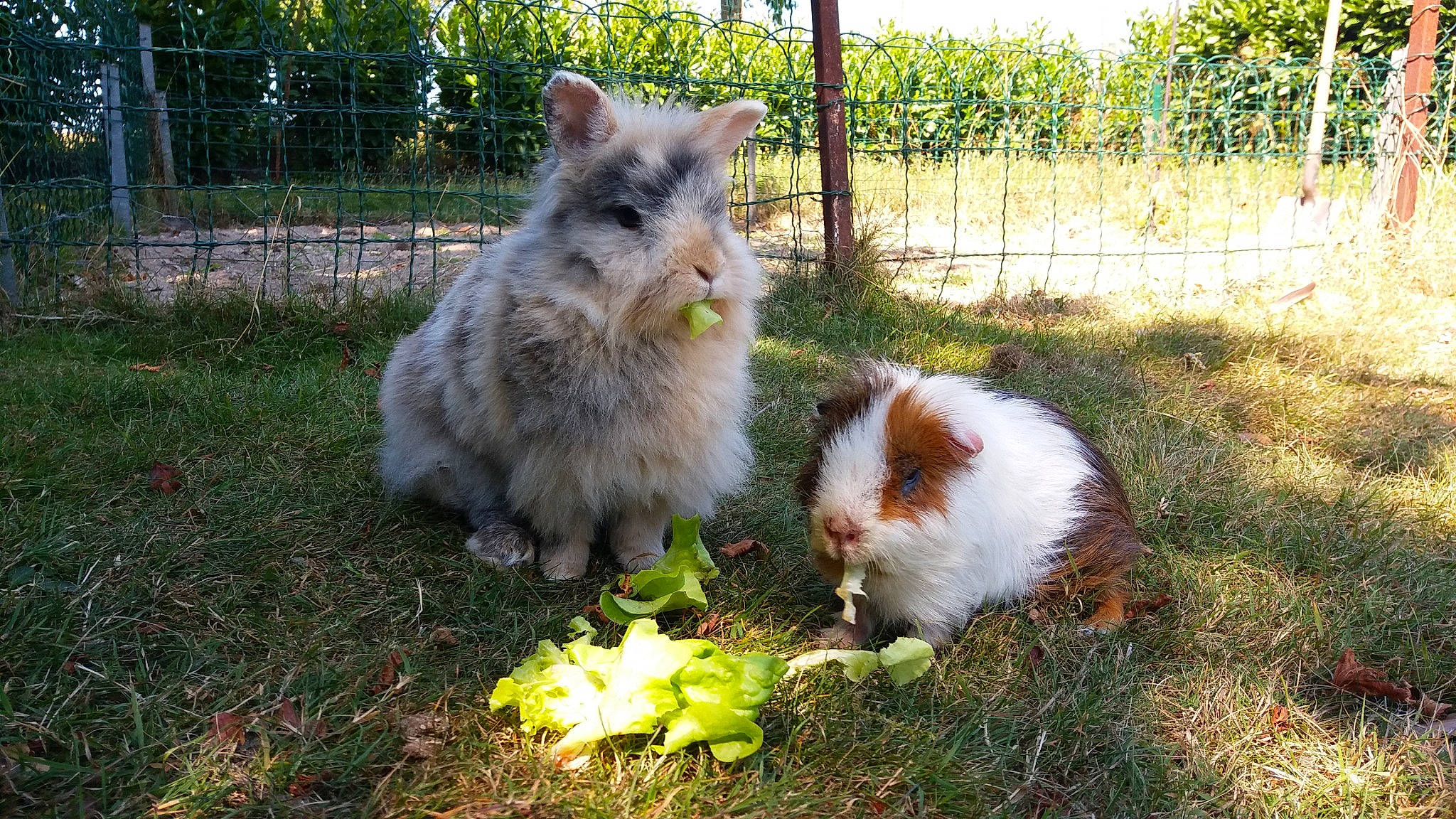 Pompom a rejoint le concours — aidez-le/la à gagner de superbes lots ! british_semi_longhair, carnivore, cat, domestic_long_haired_cat, felidae, grass, kitten, mammal, norwegian_forest_cat, persian, rabbit, rabbits_and_hares, ragamuffin, small_to_medium_sized_cats, vertebrate, whiskers