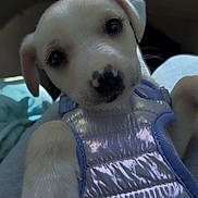 Iris is registered to the contest to win money with this photo: puppy, dog, white_dog, harness, pet, cute, animal, indoor, car, lap, closeup, looking_at_camera, young_dog, paw, adorable, pet_accessory, domestic_animal, friendly, small_dog, companion