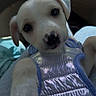puppy, dog, white_dog, harness, pet, cute, animal, indoor, car, lap, closeup, looking_at_camera, young_dog, paw, adorable, pet_accessory, domestic_animal, friendly, small_dog, companion