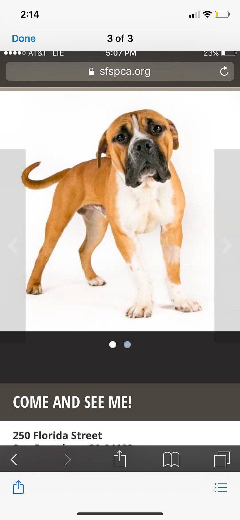 Donnie is registered to the contest to win money with this photo: ancient_dog_breeds, art, carnivore, companion_dog, dog, dog_breed, fawn, font, internet_meme, molosser, non_sporting_group, paw, pet_supply, photo_caption, screenshot, tail, working_animal, working_dog