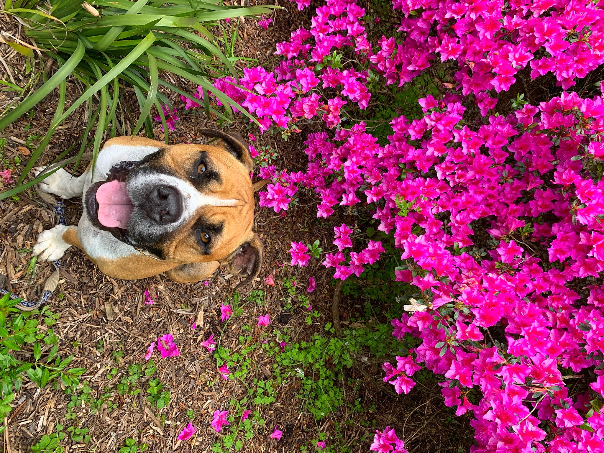 Donnie joined the competition — help win amazing prizes! annual_plant, botany, canidae, carnivore, companion_dog, dog, dog_breed, fawn, flower, flowering_plant, garden, grass, groundcover, herbaceous_plant, landscape, magenta, petal, plant, shrub, sporting_group