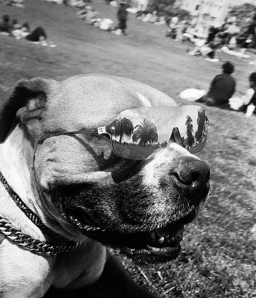 Donnie joined the competition — help win amazing prizes! black, black_and_white, carnivore, companion_dog, dog, dog_breed, fawn, gesture, happy, human, mammal, monochrome, monochrome_photography, photograph, smile, snout, style, vertebrate, white, working_animal