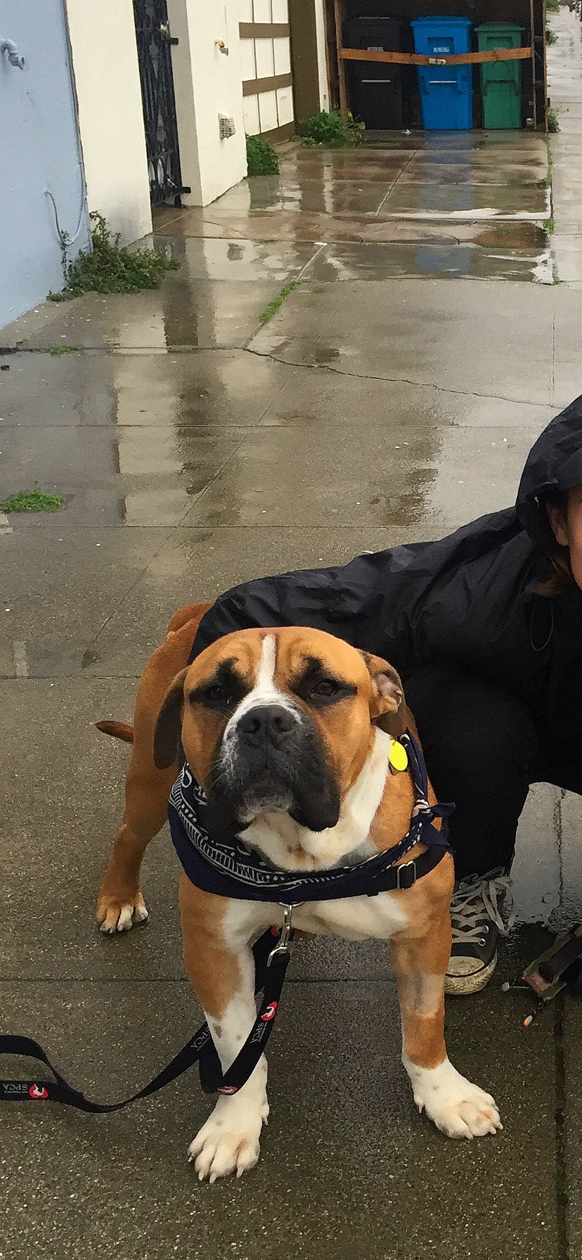 Donnie is registered to the contest to win money with this photo: boxer, canidae, carnivore, collar, companion_dog, dog, dog_breed, dog_collar, fawn, flooring, leash, plant, road_surface, snout, sporting_group, street, street_fashion, working_animal, working_dog, wrinkle