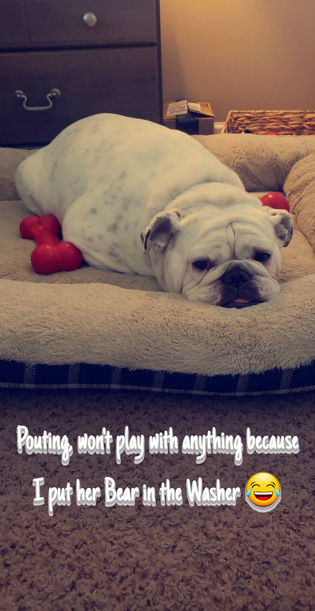 Miley is registered to the contest to win money with this photo: bulldog, canidae, carnivore, companion_dog, couch, dog, dog_breed, dog_supply, fawn, mammal, old_english_bulldog, olde_english_bulldogge, pet_supply, photo_caption, puppy, snout, toy_dog, white_english_bulldog, working_animal, wrinkle