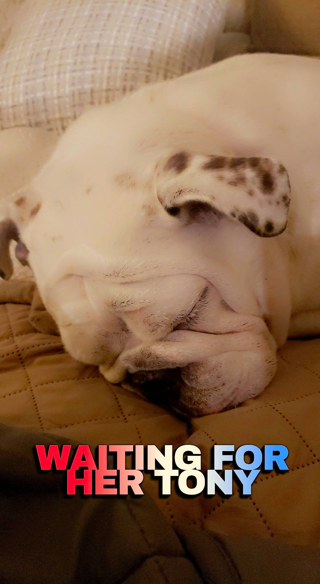 Miley joined the competition — help win amazing prizes! canidae, carnivore, dog, dog_breed, linens, nap, paw, photo_caption, puppy, sleep, snout