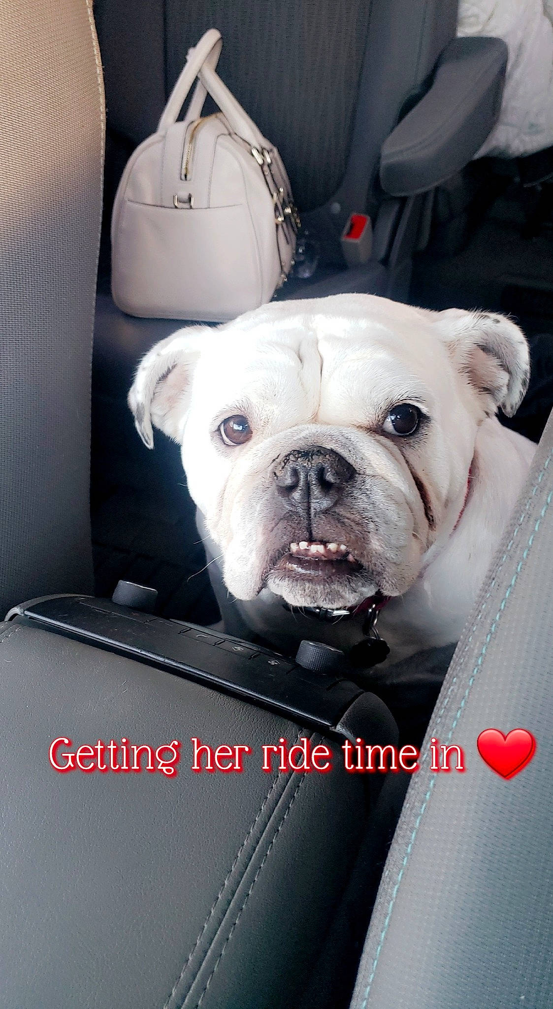 Miley is registered to the contest to win money with this photo: bag, baggage, brand, bulldog, canidae, car_seat, carnivore, collar, companion_dog, dog, dog_breed, fawn, non_sporting_group, pet_supply, pink, shoulder_bag, silver, snout, toy_dog, working_animal