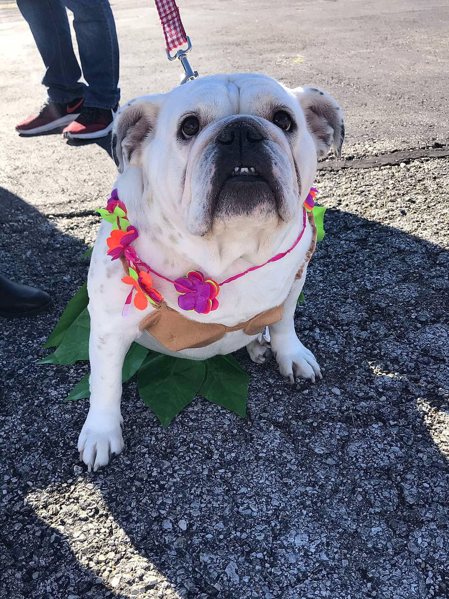 Miley joined the competition — help win amazing prizes! bulldog, canidae, carnivore, collar, companion_dog, dog, dog_breed, dog_collar, dog_supply, fawn, leash, mammal, old_english_bulldog, olde_english_bulldogge, pet_supply, snout, sporting_group, toy_dog, vertebrate, working_animal