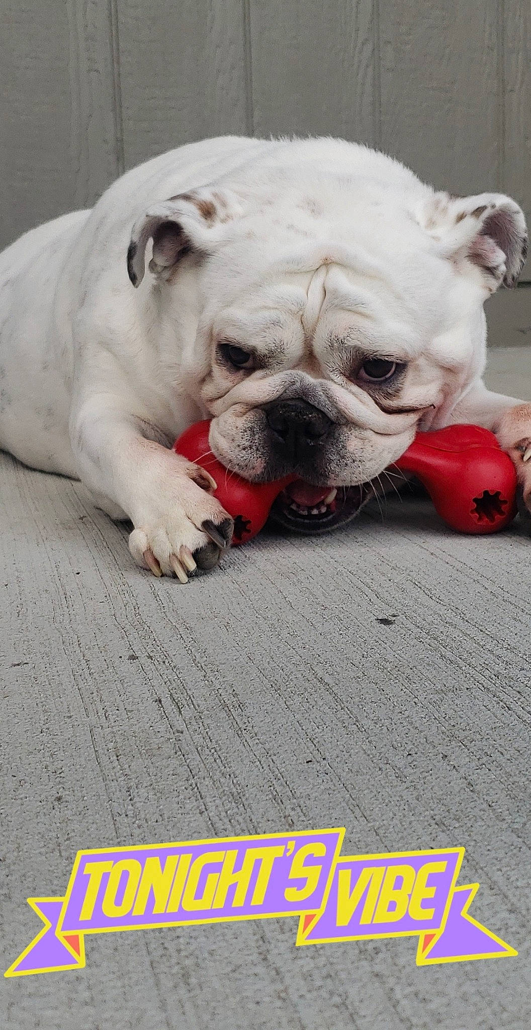 Miley is registered to the contest to win money with this photo: canidae, carmine, carnivore, collar, dog, dog_breed, dog_collar, dog_supply, fawn, mammal, organ, pet_supply, red, snout, tongue, toy_dog, vertebrate, whiskers, working_animal, wrinkle