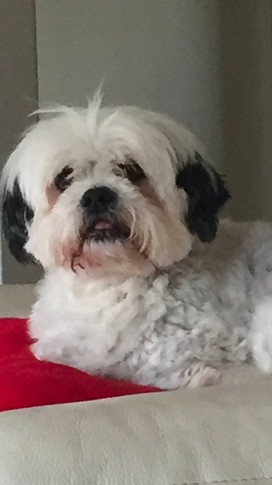 Cassis a rejoint le concours — aidez-le/la à gagner de superbes lots ! bolonka, canidae, carnivore, chinese_imperial_dog, companion_dog, dog, dog_breed, kyi_leo, lhasa_apso, lowchen, mal_shi, maltepoo, maltese, mammal, puppy, shih_tzu, snout, tibetan_terrier, toy_dog, vertebrate