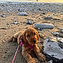 puppy, dog, beach, sand, rocks, sunset, sea, water, leash, harness, outdoor, pet, animal, cute, nature, sunlight, calm, relaxing, young_dog, golden_coat