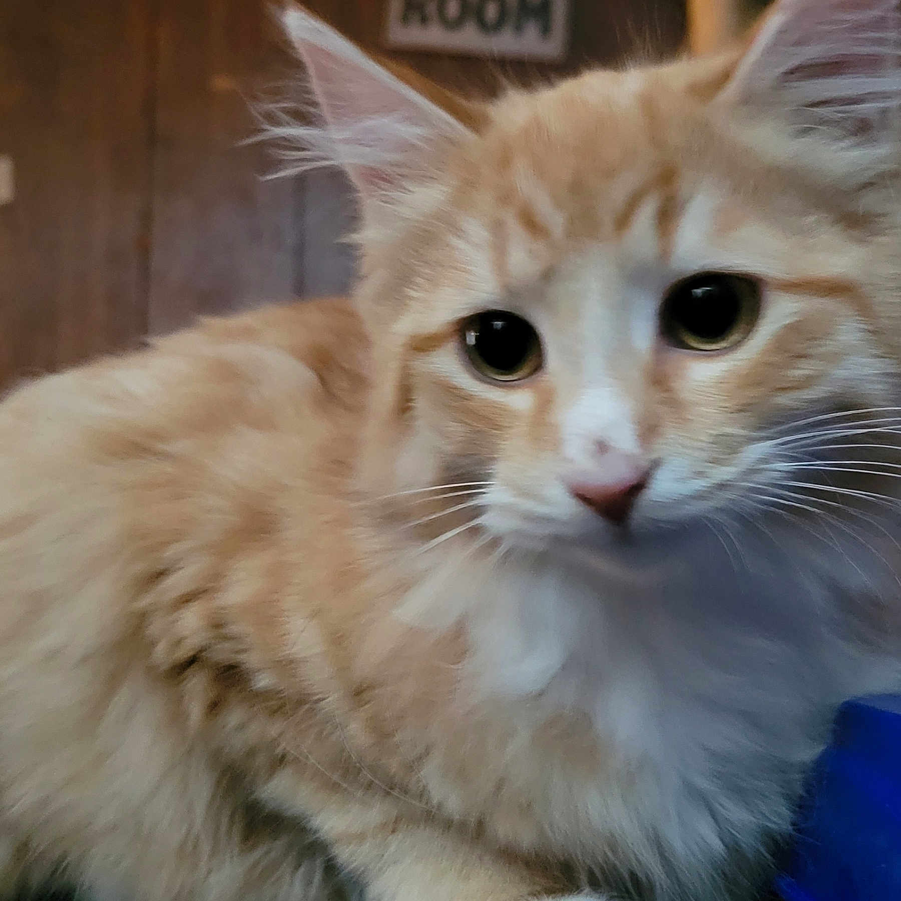 Simba is registered to the contest to win money with this photo: abyssinian, angora, animal, cat, kitten, manx, pet, siamese