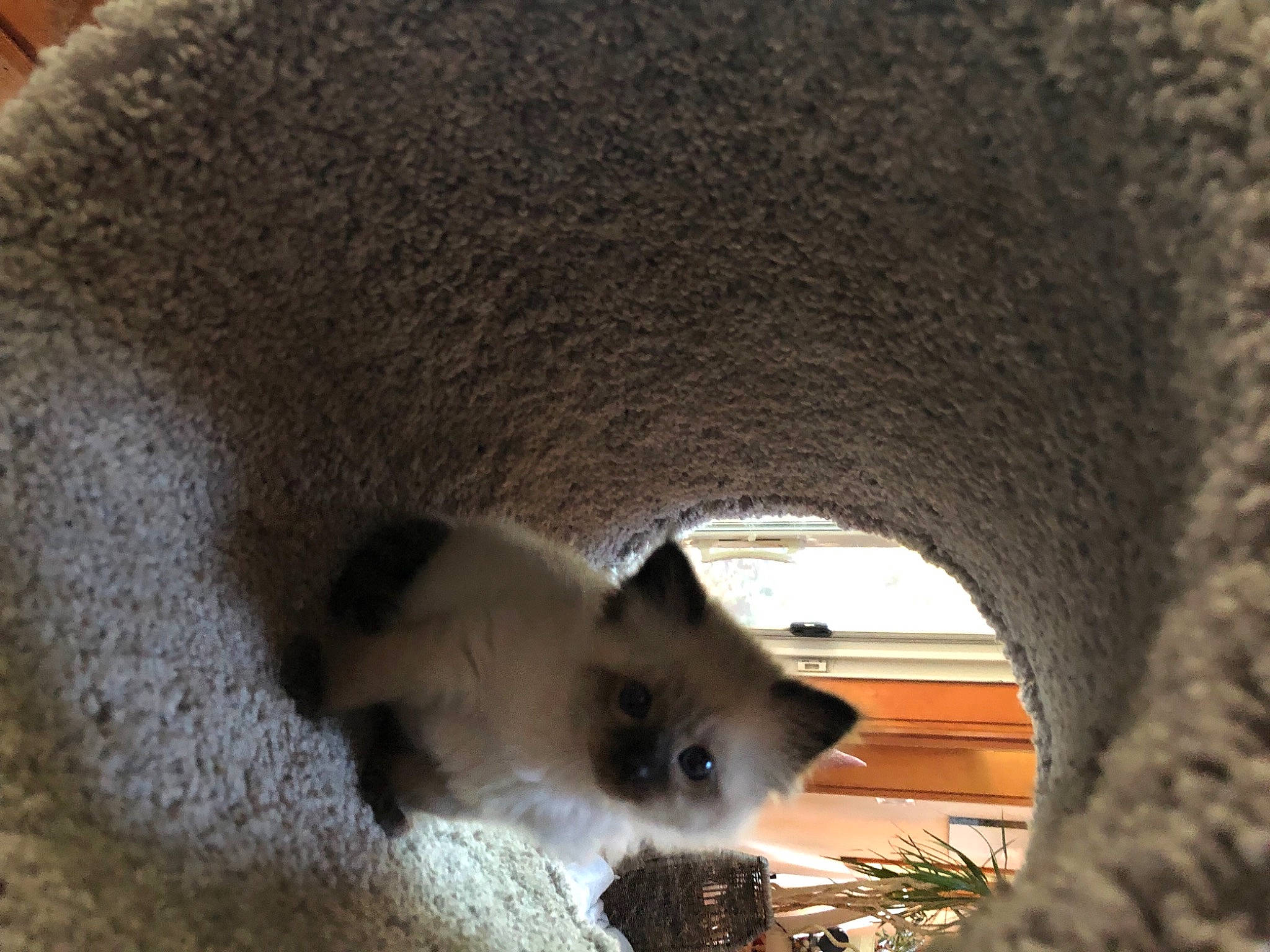 Millie is registered to the contest to win money with this photo: balinese, birman, carnivore, cat, domestic_short_haired_cat, fawn, felidae, fur, plant, siamese, small_to_medium_sized_cats, snout, tail, terrestrial_animal, thai, tints_and_shades, tree, whiskers, wildlife, wood