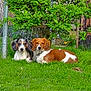 Oscar is registered to the contest to win money with this photo: animal, black_and_white_dog, brown_and_white_dog, canine, companions, cute, daylight, dog, fence, garden, grass, greenery, leafy, nature, outdoor, pets, relaxing, resting, summer, tree