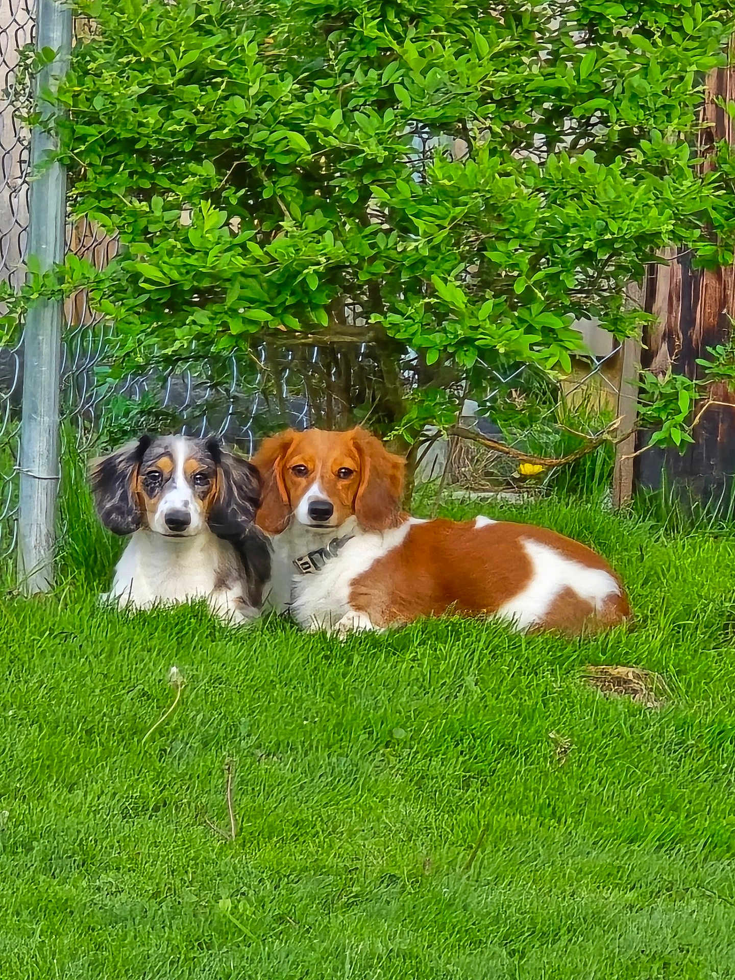 Oscar