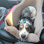 Oscar joined the competition — help win amazing prizes! animal, black, brown, car_interior, closed_eyes, collar, cozy, dog, dog_bed, fur, harness, nose, pet, puppy, resting, seat, sleeping, sunlight, toy, white