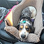 animal, black, brown, car_interior, closed_eyes, collar, cozy, dog, dog_bed, fur, harness, nose, pet, puppy, resting, seat, sleeping, sunlight, toy, white