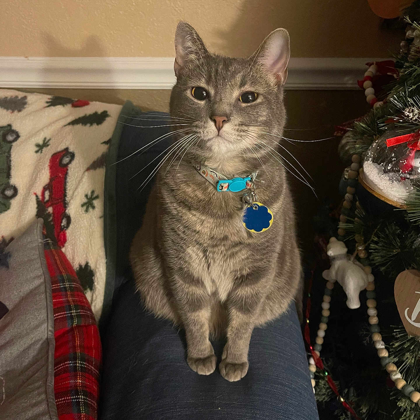 Harley joined the competition — help win amazing prizes! abyssinian, accessories, animal, architecture, baby, building, cat, couch, cushion, furniture, homedecor, indoors, jewelry, linen, livingroom, manx, necklace, person, pet, room