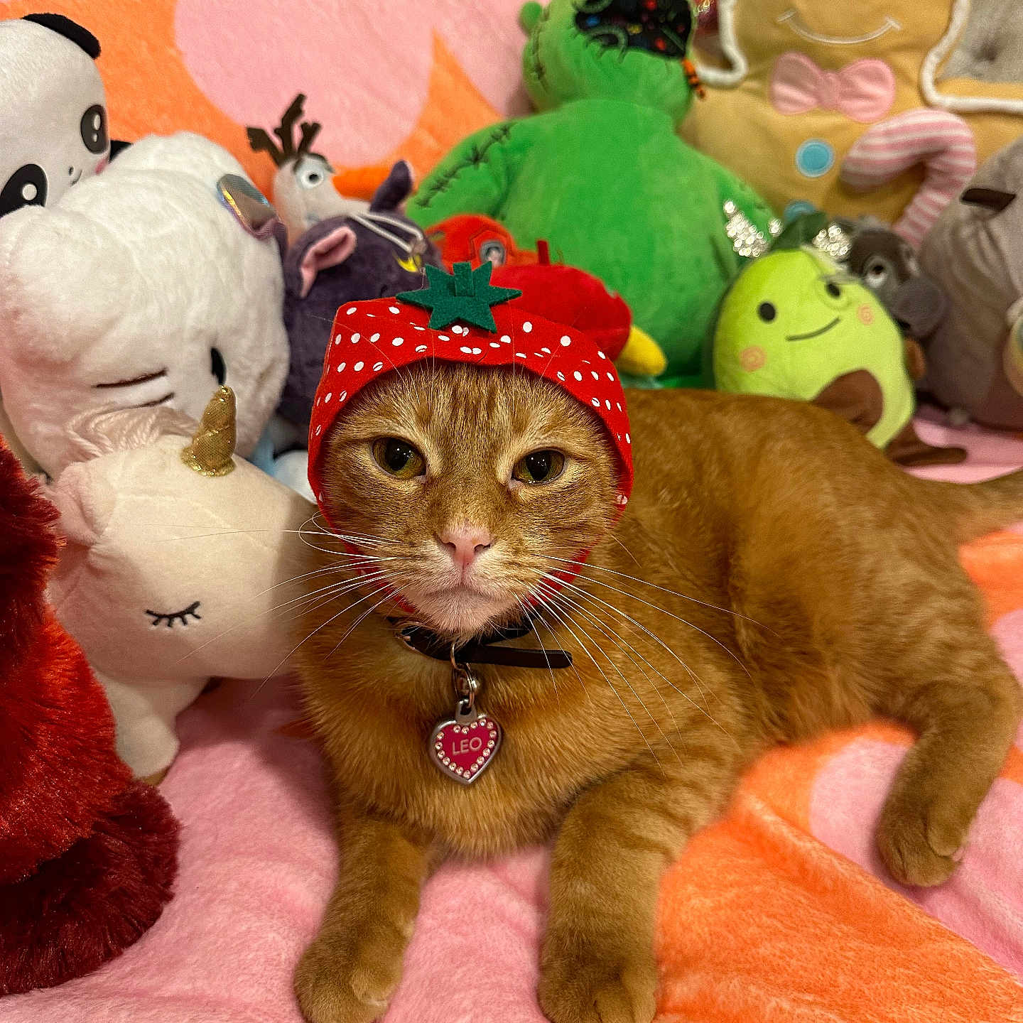 Leo is registered to the contest to win money with this photo: abyssinian, accessories, animal, applique, blanket, cap, cat, clothing, couch, furniture, hat, homedecor, kitten, manx, pattern, pet, plush, siamese, teddybear, toy