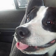 Luna joined the competition — help win amazing prizes! animal_face, black_and_white, bright_light, canine, car_interior, close_up, companion, dog, domestic_animal, ears, friendly, fur, happy, inside, pet, seat, snout, tongue_out, vehicle, window