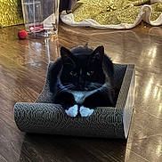 Biscuit joined the competition — help win amazing prizes! cat, tuxedo_cat, cardboard_scratchpad, floor, wood_floor, indoor, pet, black_and_white, whiskers, paws, feline, cozy, relaxed, home, blanket, container, toy, curtains, shadow, quiet
