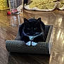 cat, tuxedo_cat, cardboard_scratchpad, floor, wood_floor, indoor, pet, black_and_white, whiskers, paws, feline, cozy, relaxed, home, blanket, container, toy, curtains, shadow, quiet