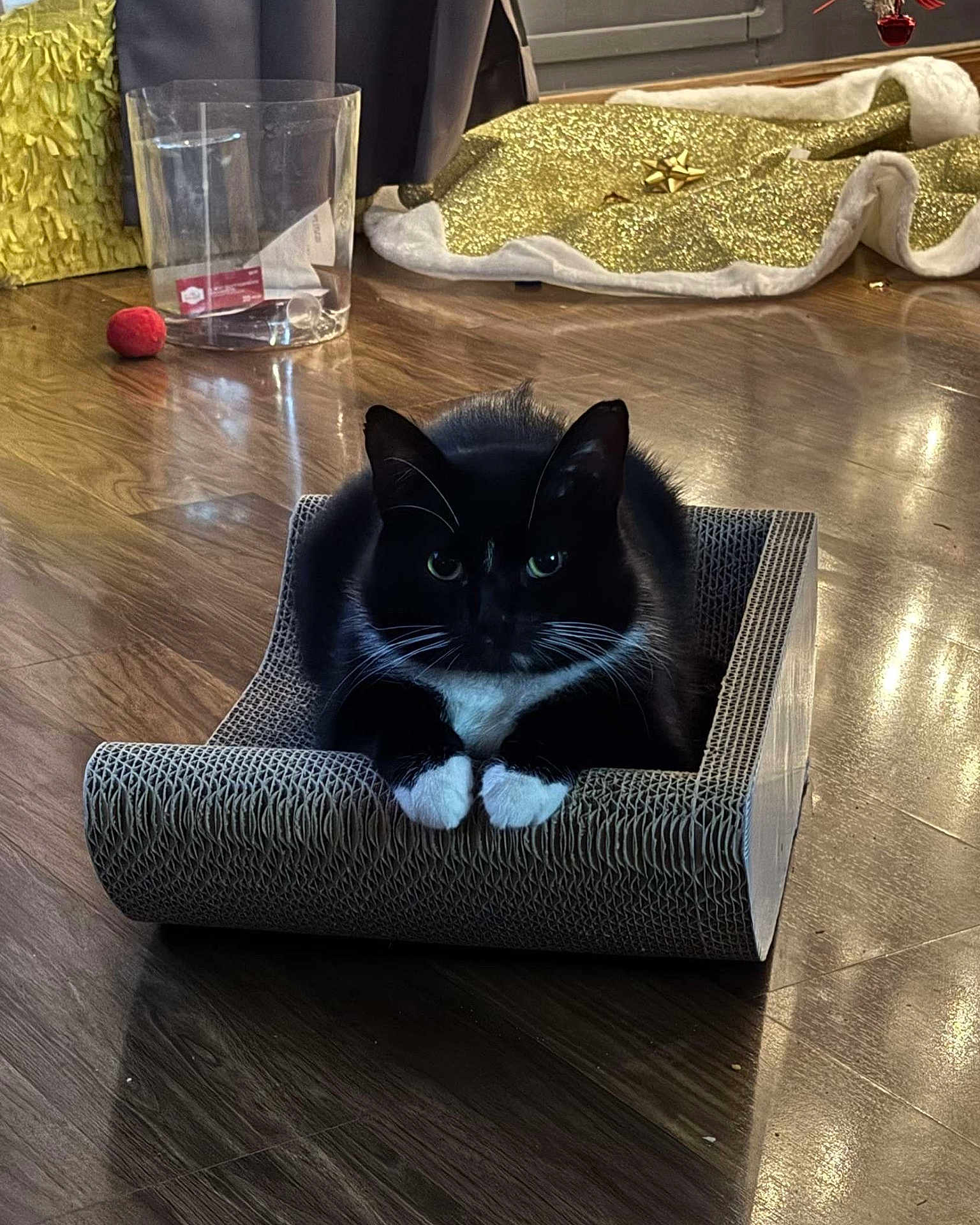 Biscuit