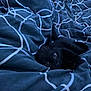 animal, bed, black_cat, blanket, claws, comfort, cozy, cute, eyes, fabric, fur, indoor, kitten, pattern, pet, resting, sleepy, soft, texture, whiskers