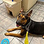 dog, pet, indoor, tile_floor, collar, leash, toy, peanut_butter, happy, smiling, brown, black, ears_up, playful, floor, domestic_animal, animal, canine, looking_up, resting