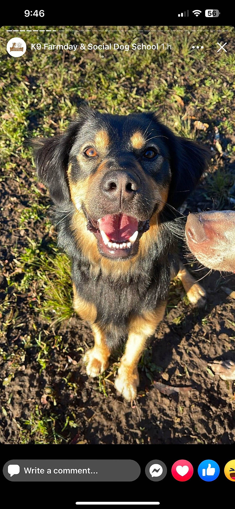 Cricket joined the competition — help win amazing prizes! ball, canidae, carnivore, companion_dog, dog, dog_breed, fur, grass, guard_dog, herding_dog, hunting_dog, plant, soil, sporting_group, terrestrial_animal, tree, working_animal, working_dog