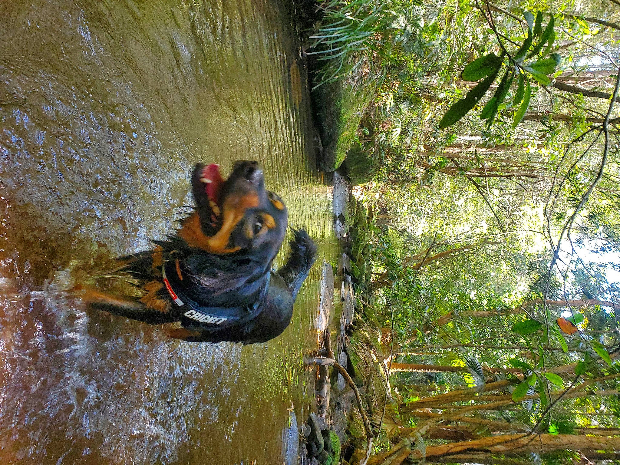 Cricket is registered to the contest to win money with this photo: _geese_and_swans, beak, duck, ducks, forest, grass, jungle, lake, nature_reserve, plant, reflection, terrestrial_animal, terrestrial_plant, tree, trunk, vegetation, water, water_bird, wetland, wildlife