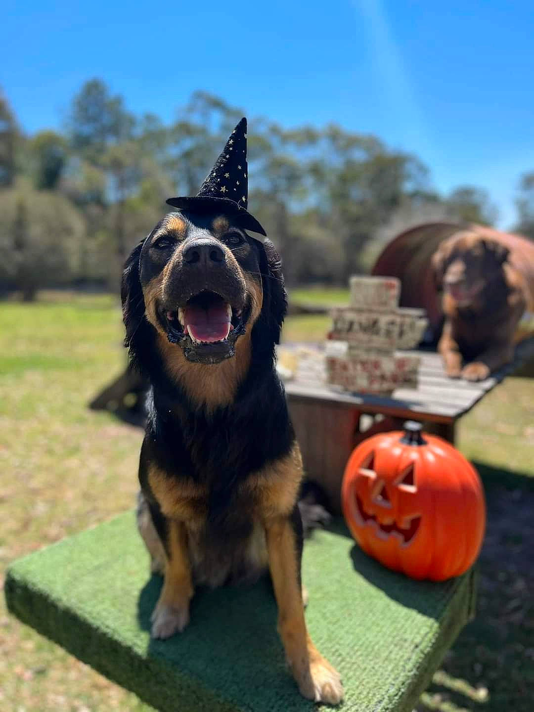 Cricket joined the competition — help win amazing prizes! australian_cattle_dog, calabaza, carnivore, companion_dog, dog, dog_breed, east_european_shepherd, german_shepherd_dog, grass, happy, herding_dog, lawn, mammal, pumpkin, sky, smile, snout, sporting_group, tree, vegetable